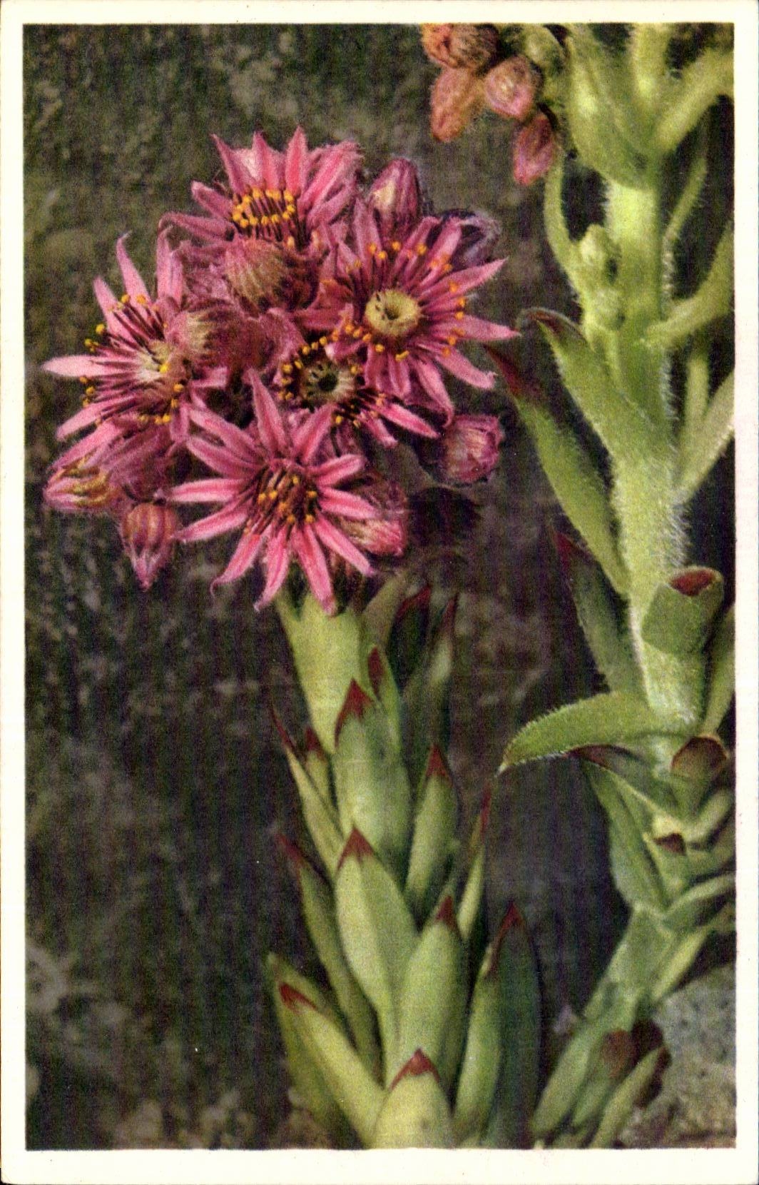 Blumen - Blumen - recht purpurrote Wildflowers - CPA