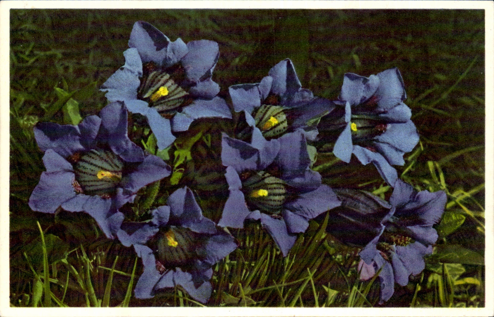 Blumen - Blumen - recht purpurrote Wildflowers - CPA