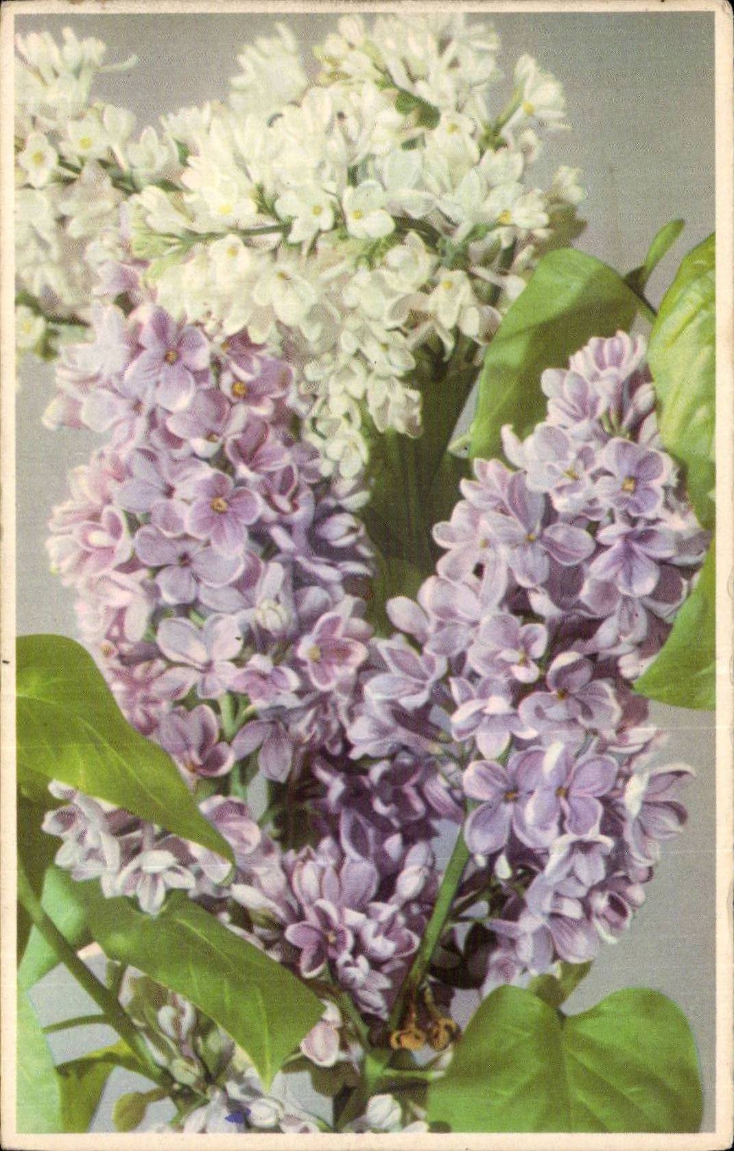 Blumen - Blumen - recht weisse Blumen - CPA