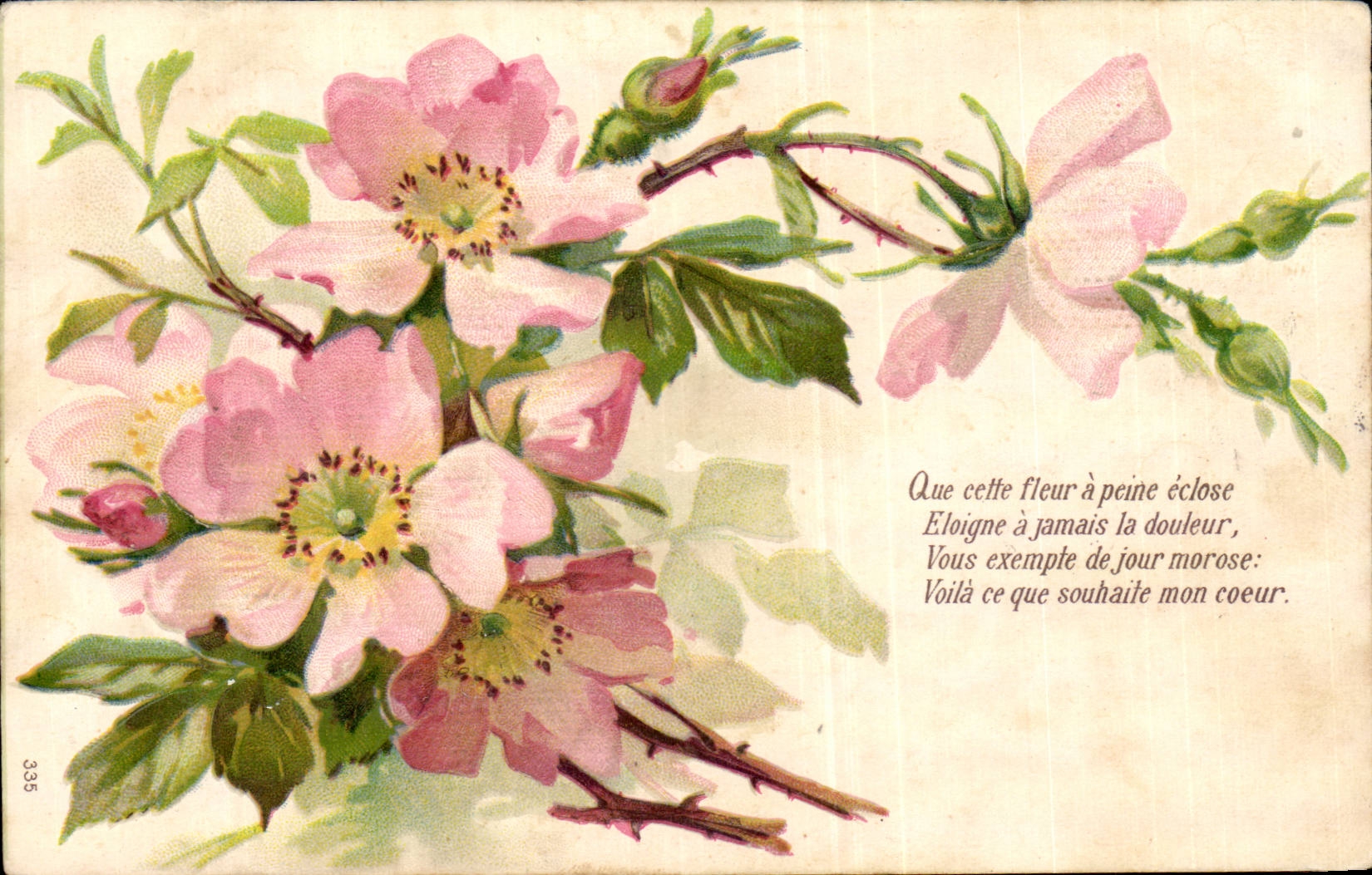 Blumen - Blumen - Blume entspringt - Victorian - CPA