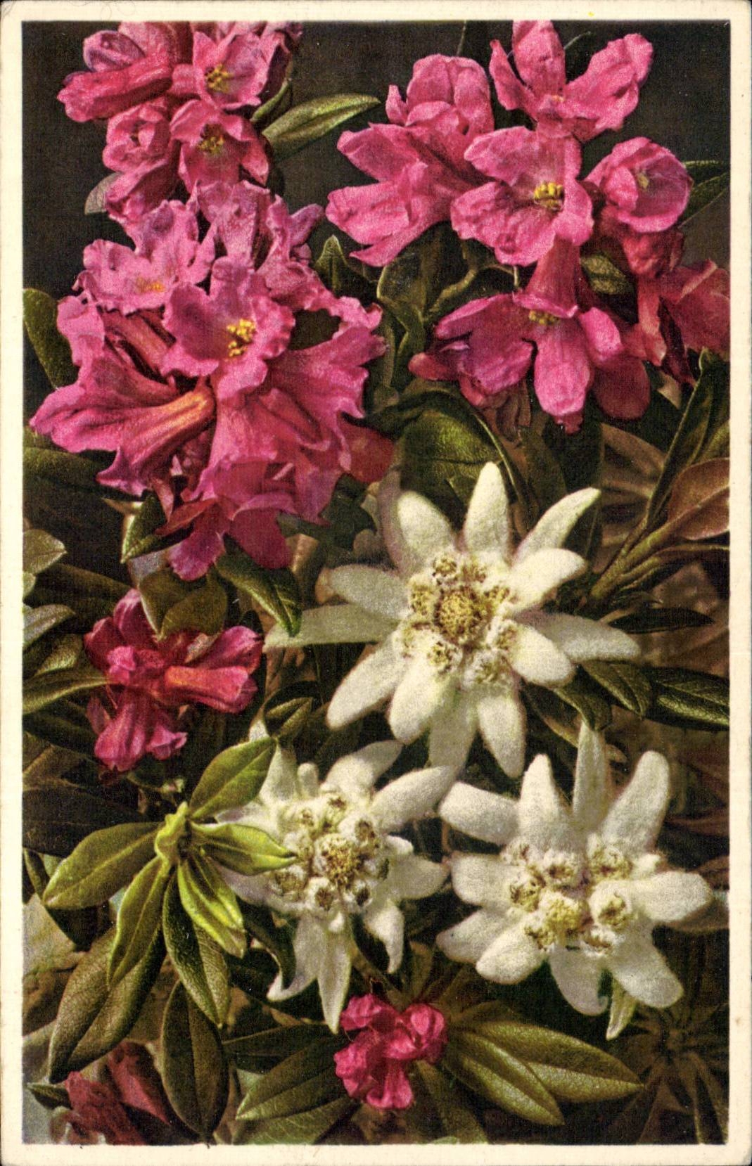 Bluht - Blumen - bunte Blumen - CPA