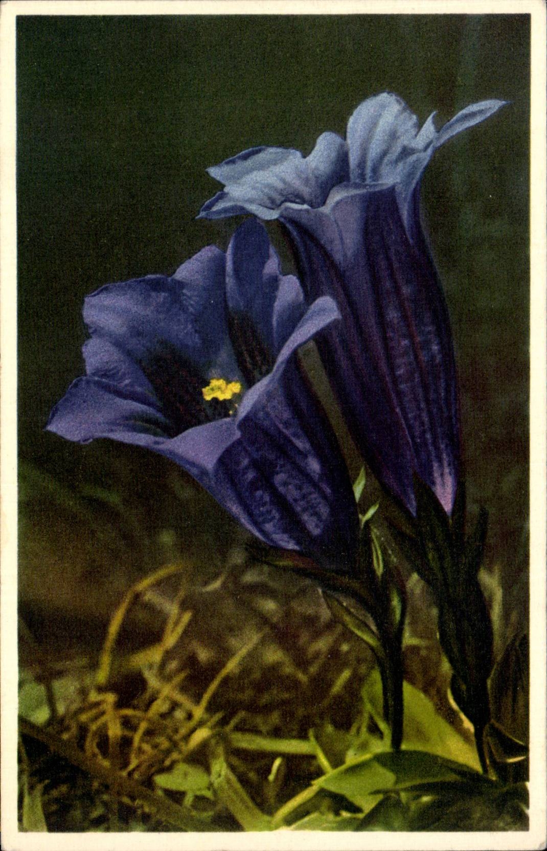 Blumen - Blumen - recht purpurrote Blumen - CPA