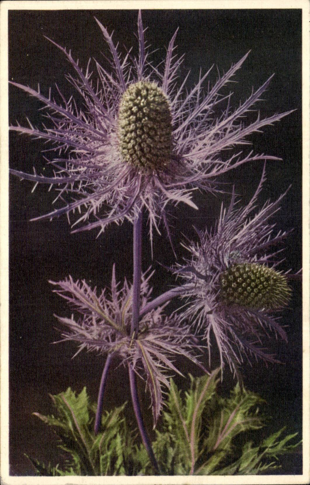 Bluht - Blumen - exotische Blute - CPA