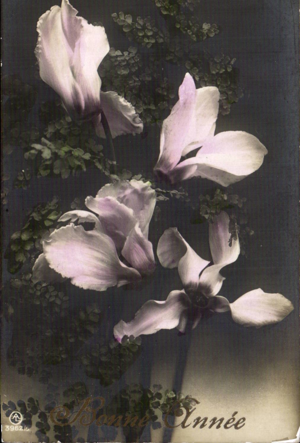 Bluht - Blumen - weisse Blute - CPA