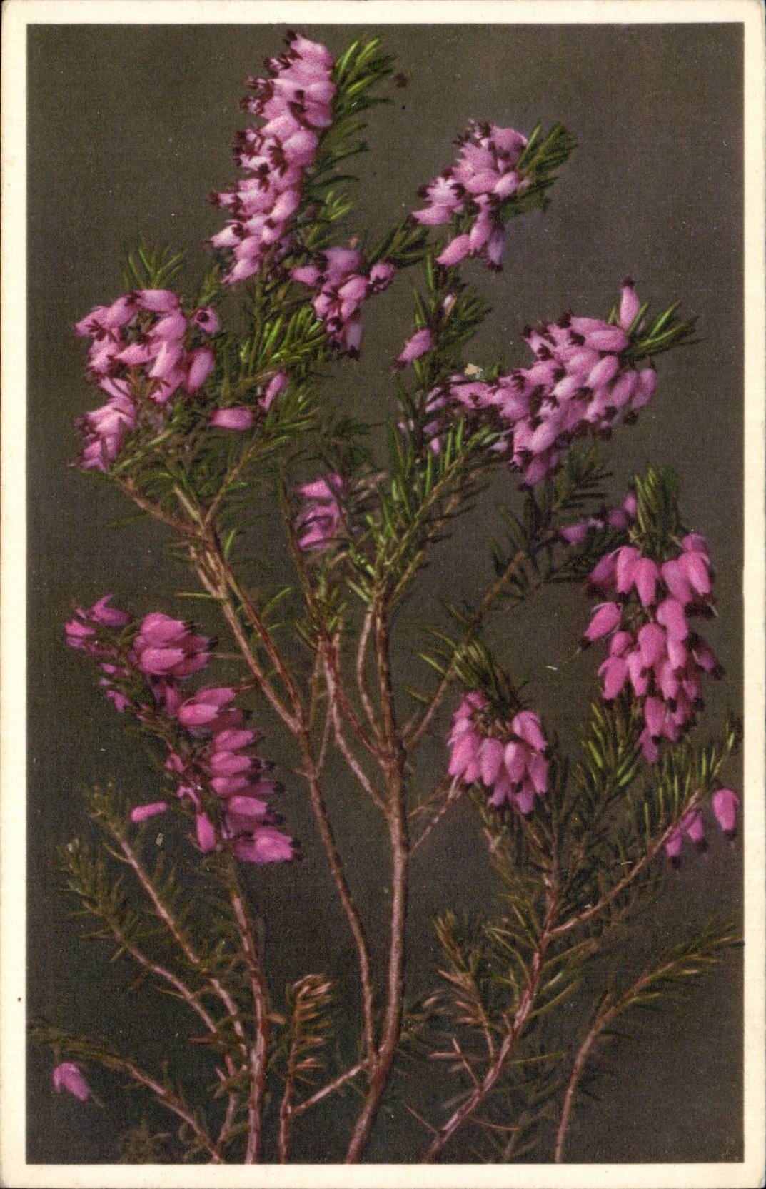 Blumen - Blumen - hubsche Wildflowers - CPA