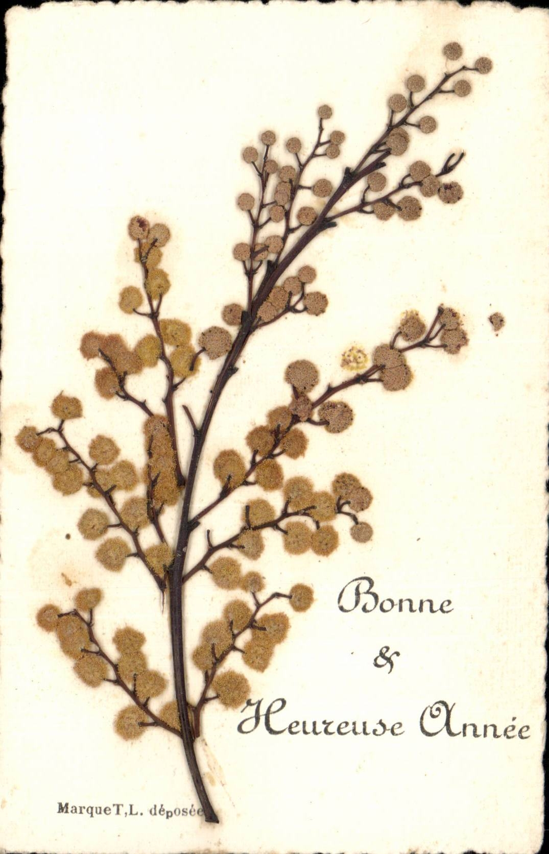 Blumen - Blumen - Niederlassung weg von den pussywillows - CPA bluht sechees