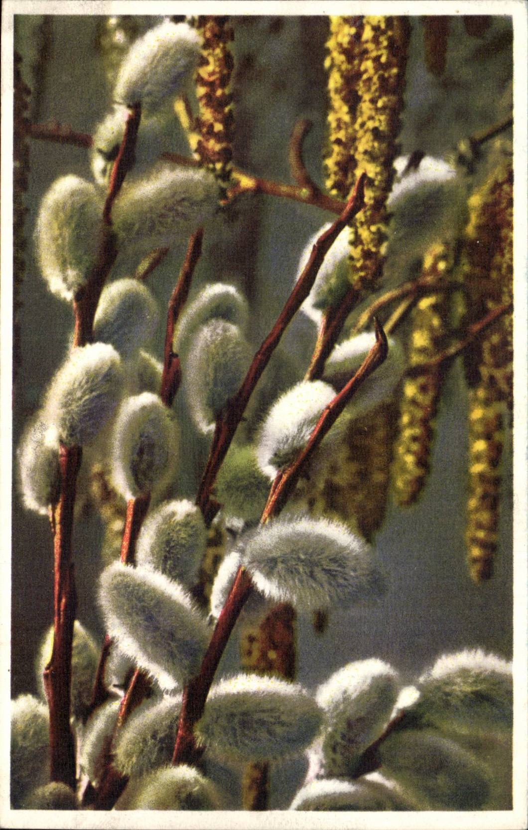 Blumen - Blumen - geschlossen herauf weg von pussywilows - CPA