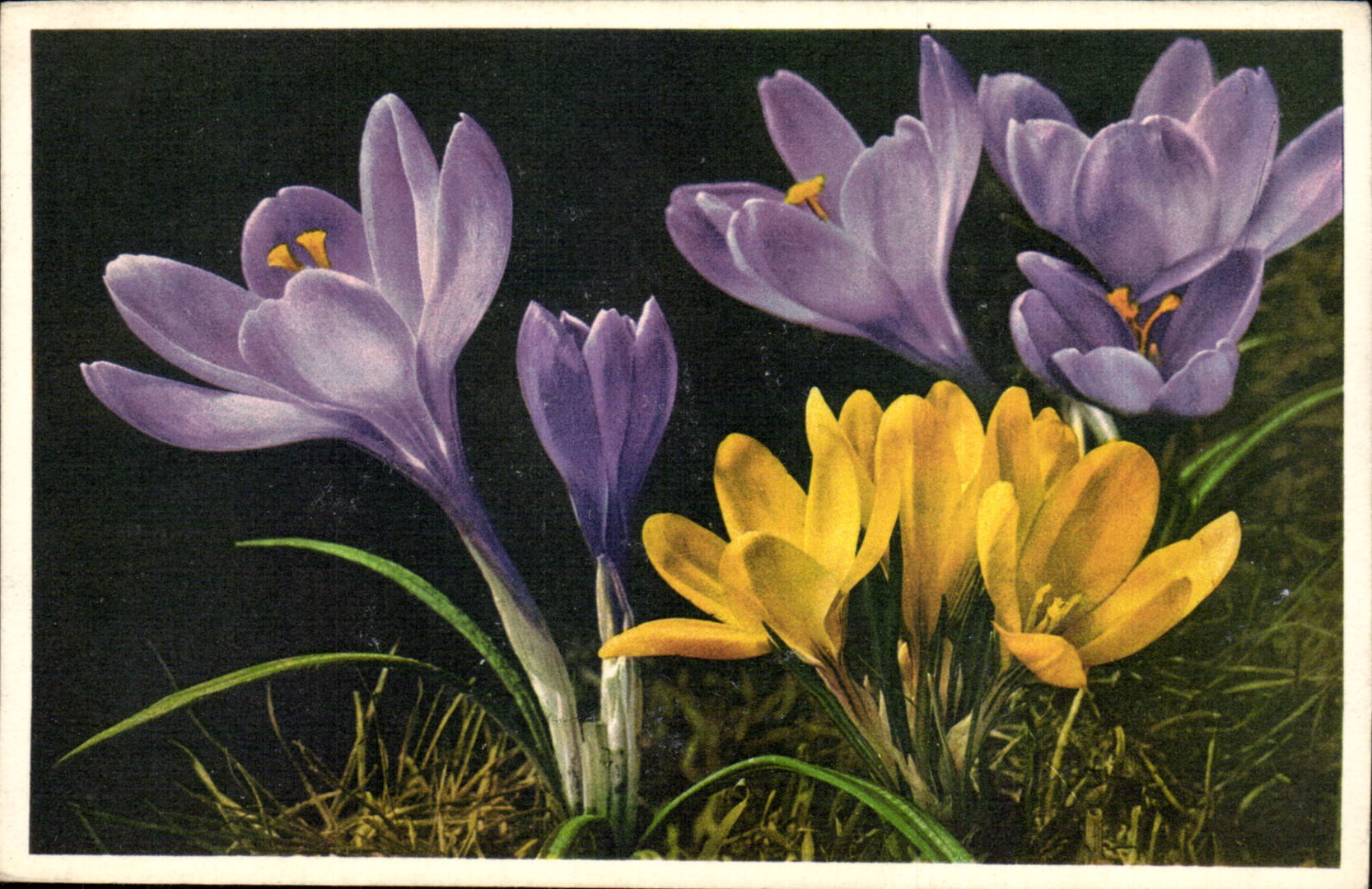 Blumen - Blumen - purpurrot und gelbe Blumen - CPA