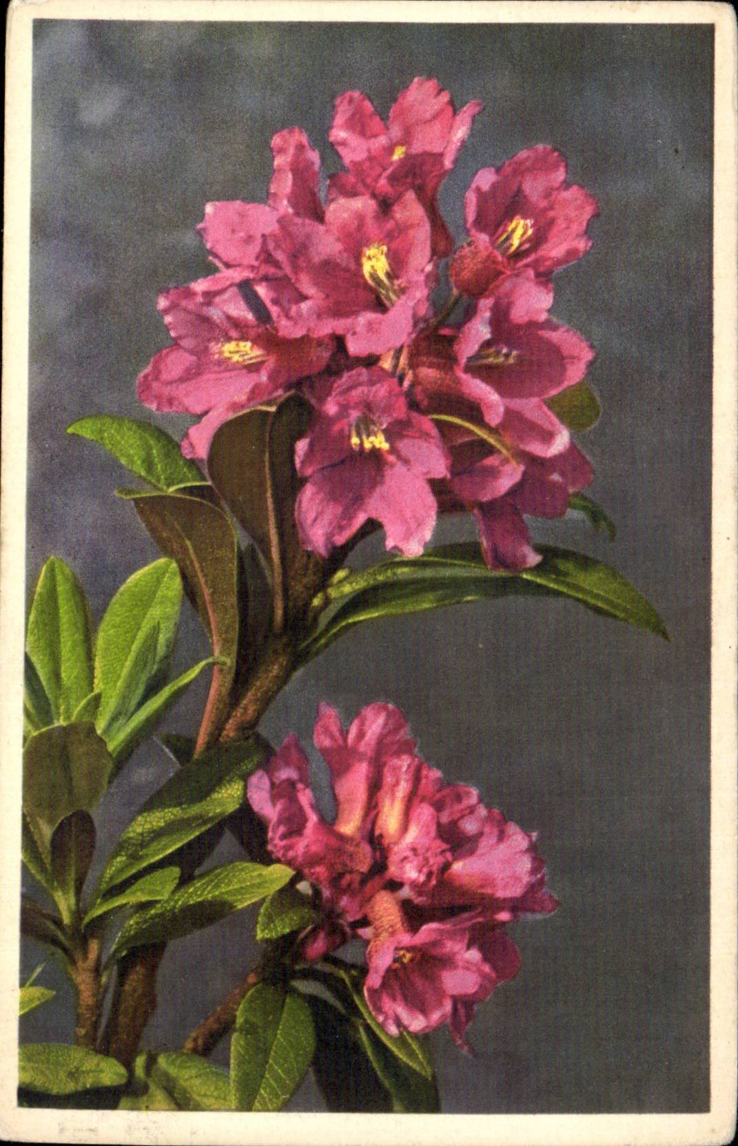 Blumen - Blumen - CPA