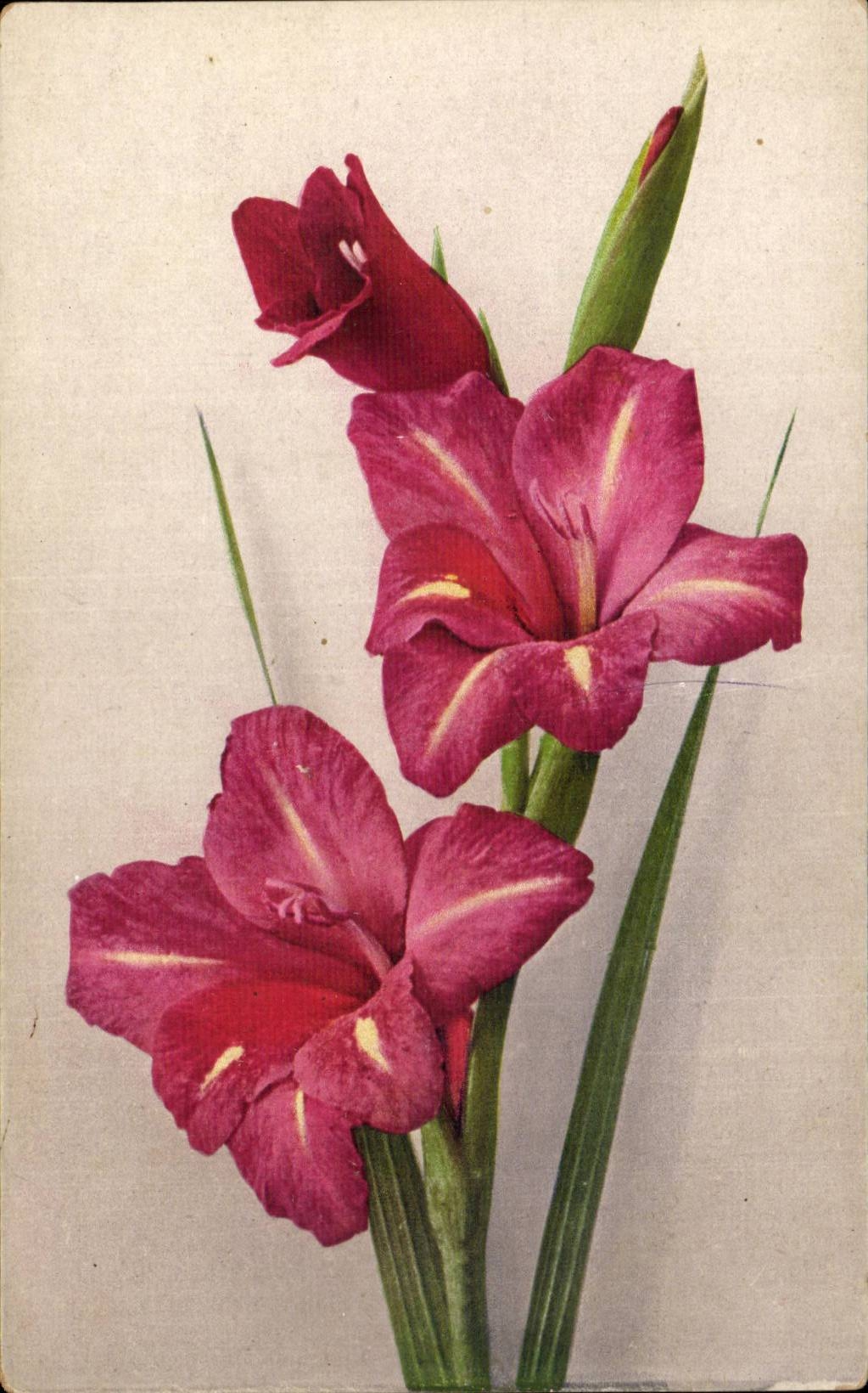 Blumen - Blumen - Lilie - Lilien - CPA