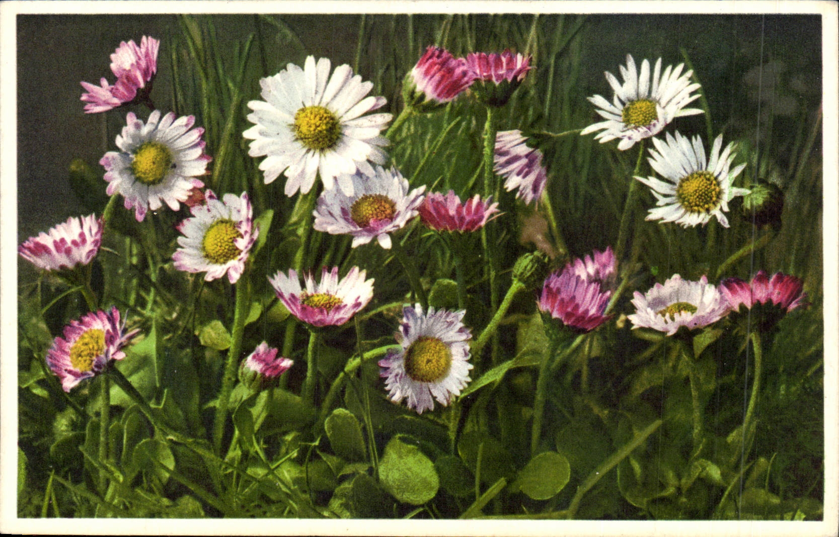 Bluht - Blumen - Ganseblumchen - CPA