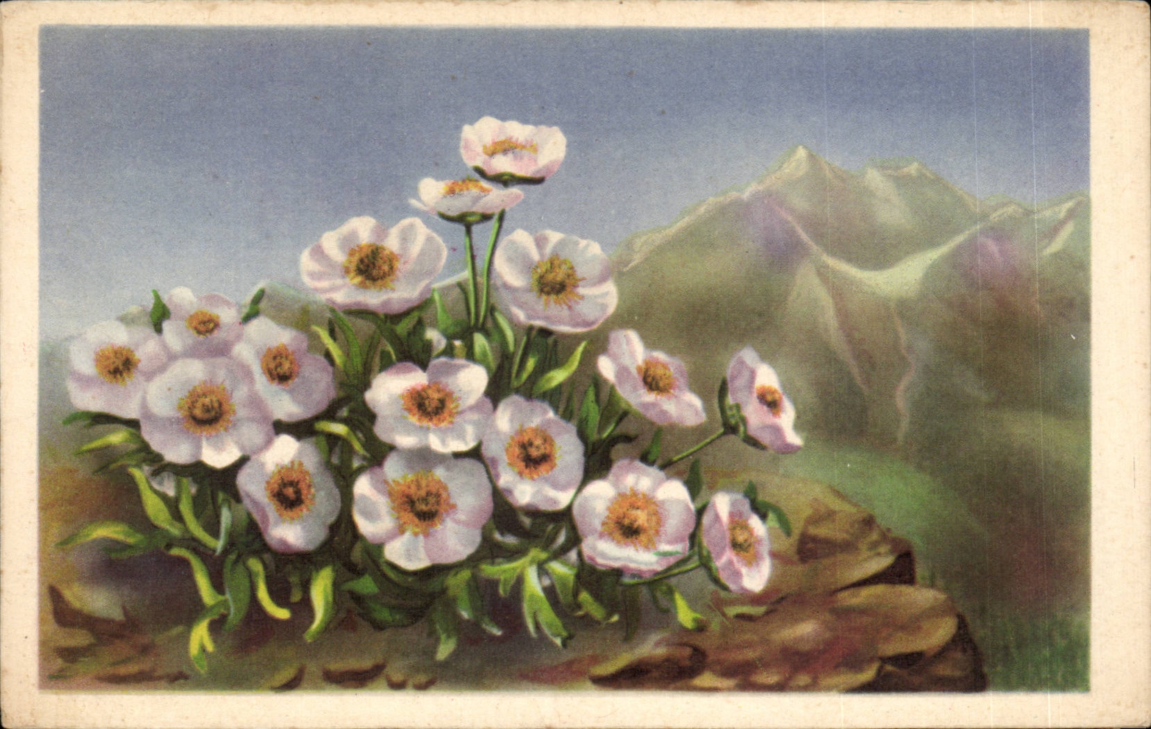 Bluht - Blumen - Gebirgsblumen - CPA
