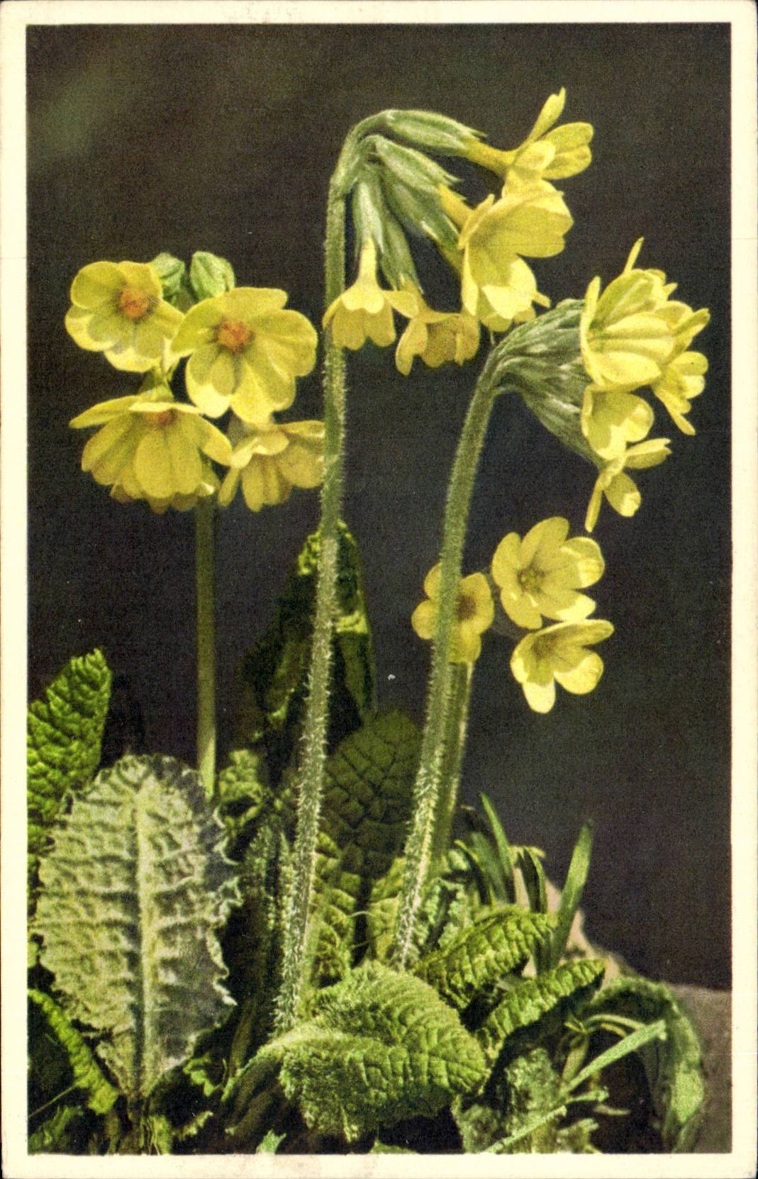 Blumen - Blumen - gelbe Blute - CPA