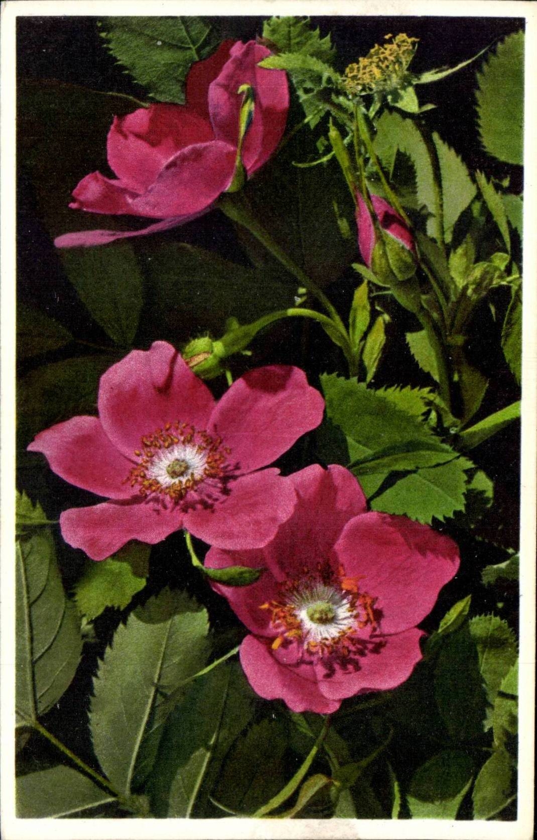 Blumen - Blumen - CPA