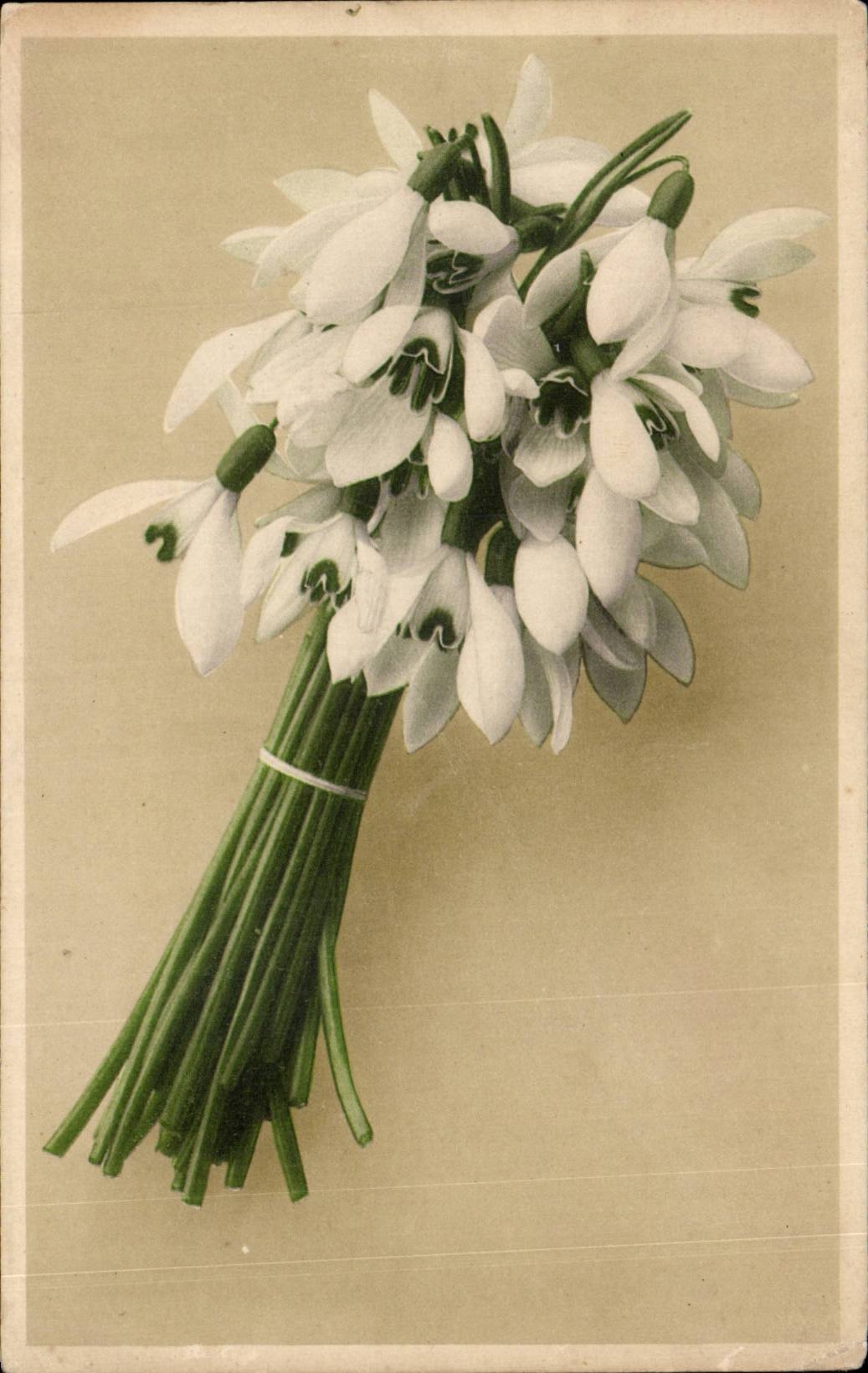 Blumen - Blumen - weisse Bluten - CPA