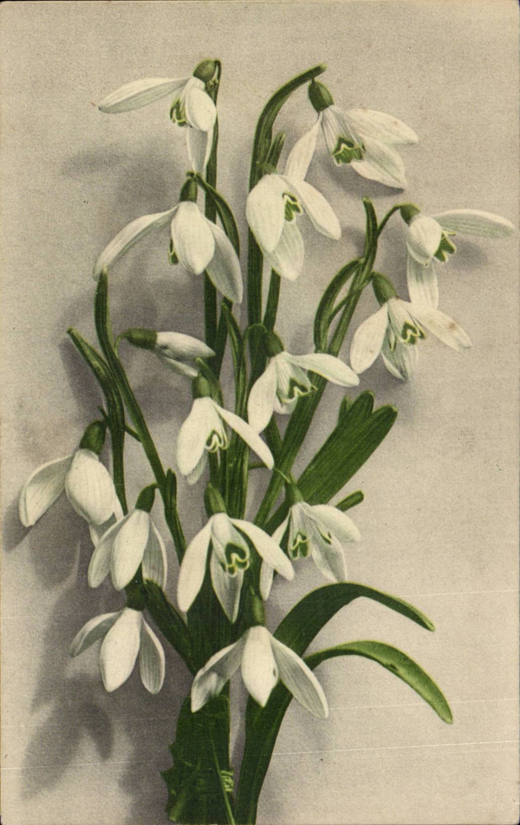 Blumen - Blumen - weisse Bluten - CPA