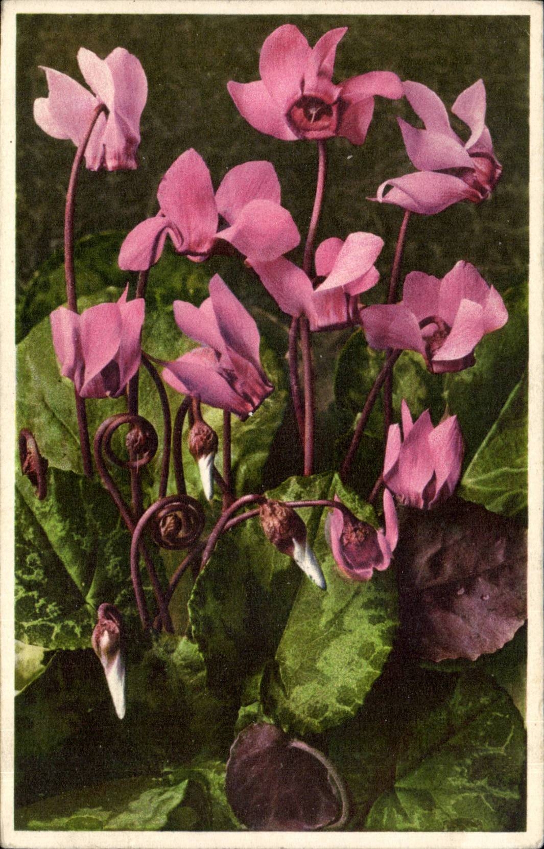 Blumen - Blumen - rosafarbene Bluten - CPA