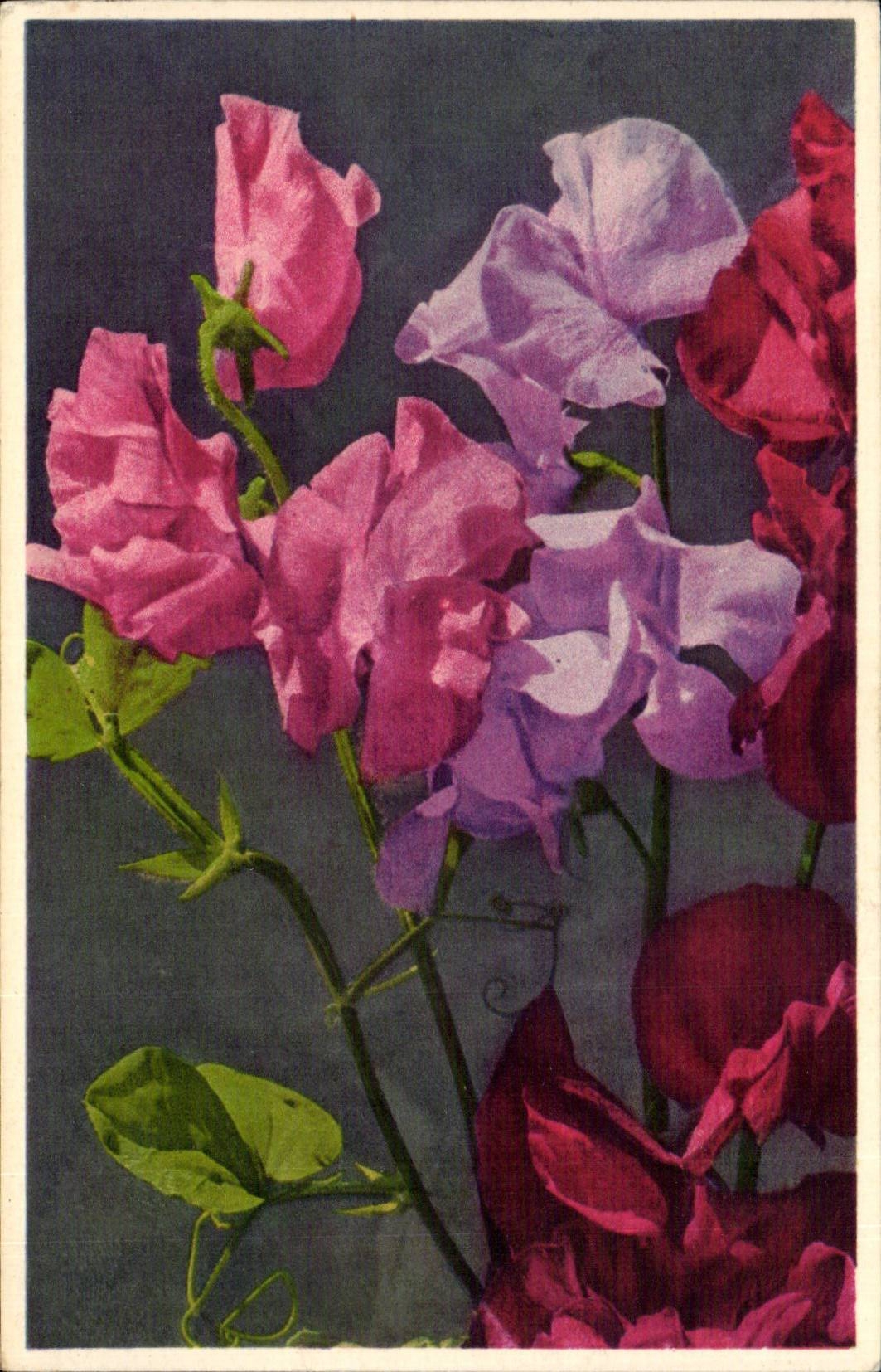 Blumen - Blumen - rosafarbene Blumen - CPA