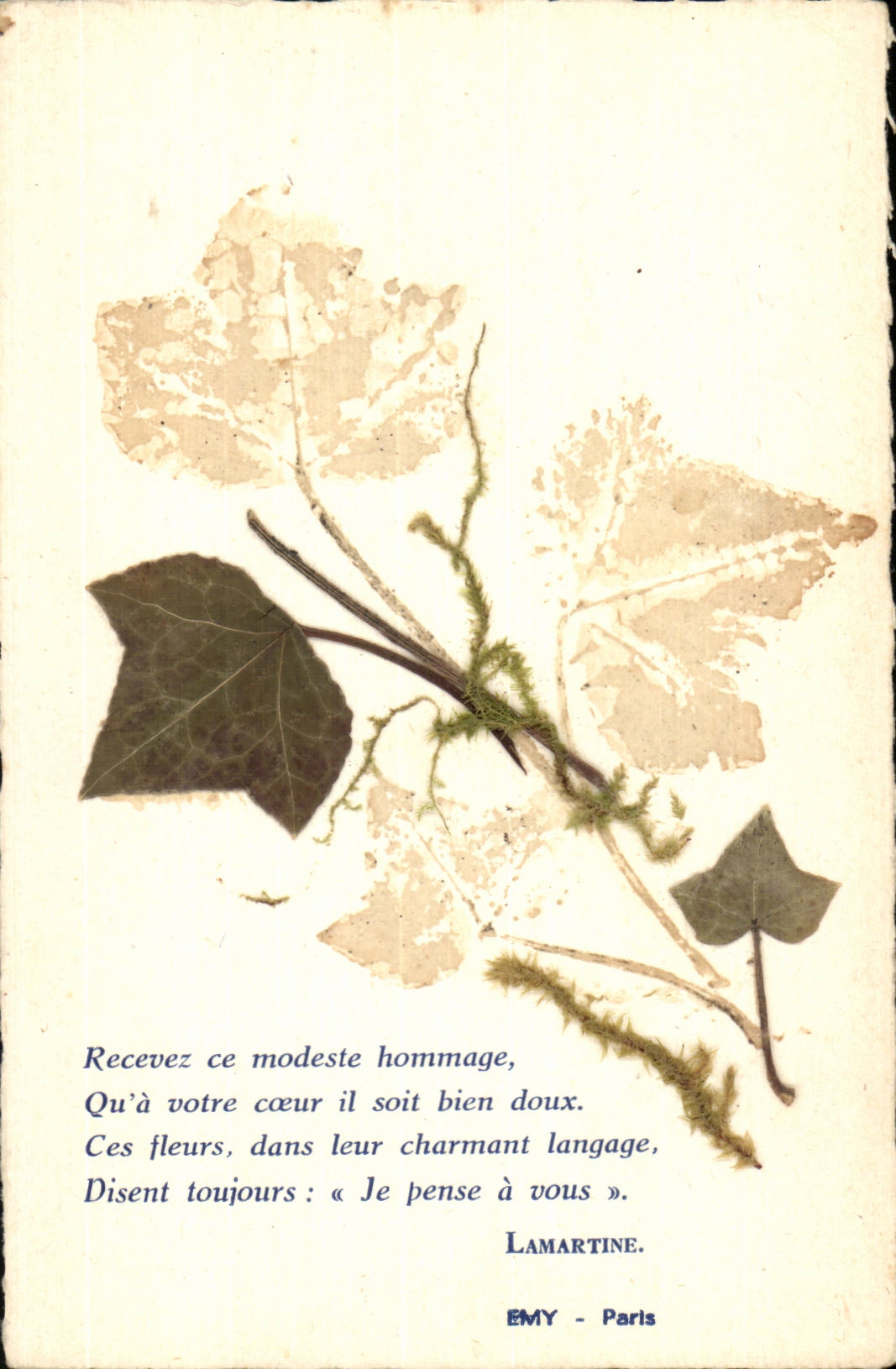 Anlagen - Efeu - CPA