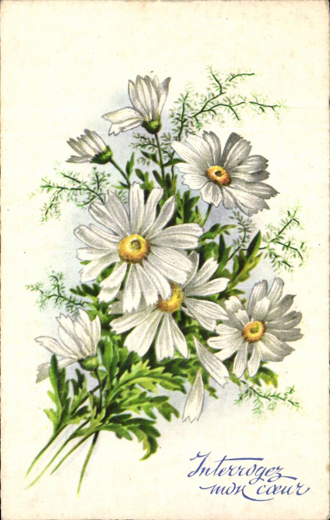 Bluht - Blumen - Ganseblumchen - CPA