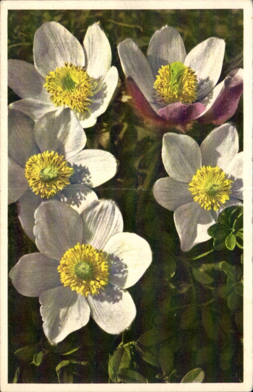 Bluht - Blumen - weisse Bluten - CPA