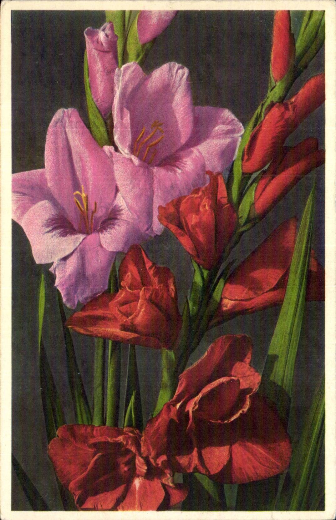 Blumen - Blumen - rosafarbenes Thema - CPA