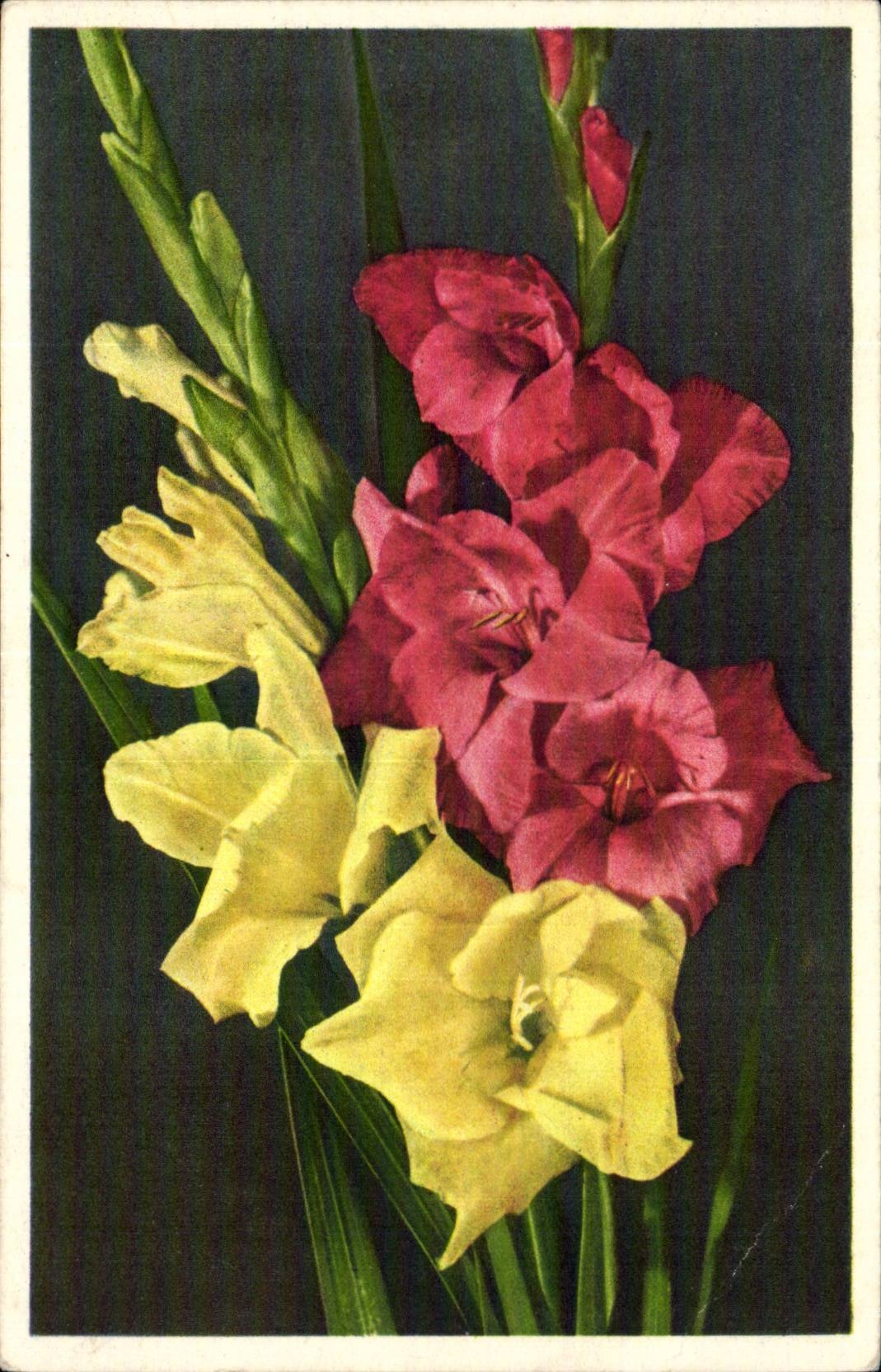 Blumen - Blumen - CPA