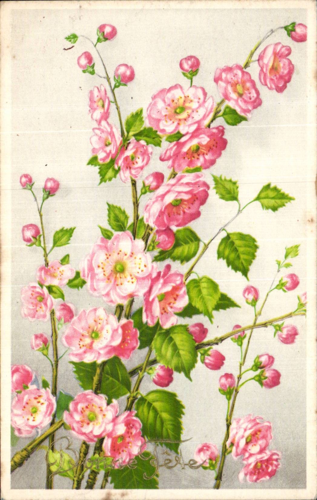 Blumen - Blumen - recht rosafarbene Bluten - CPA