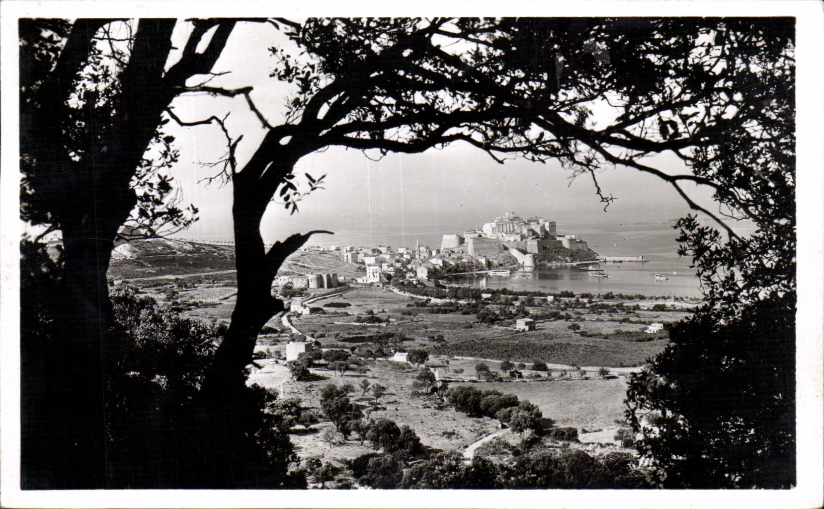 Korsika - hohes Korsika - Korsika - Calvi - gesehen zwischen von den Olive-Baumen - CPA