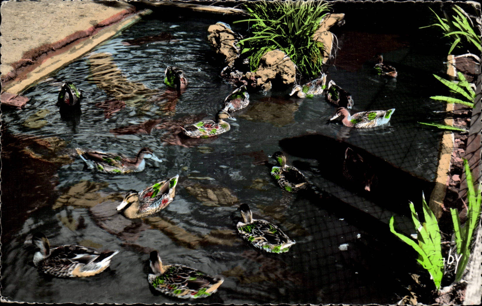 CPSM Luc auf Enten des Seeallgemeinen Gartens