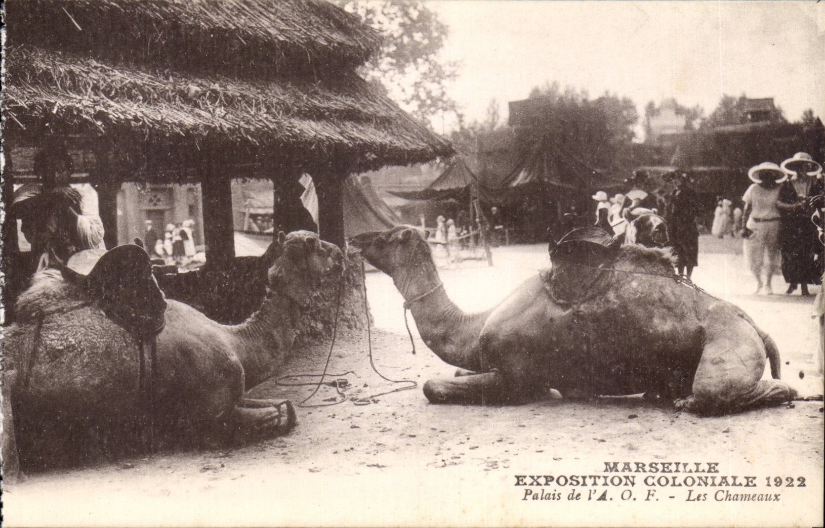 CPA Marseille Exposition coloniale 1922 Palais de l'AoF Les chameaux Camel