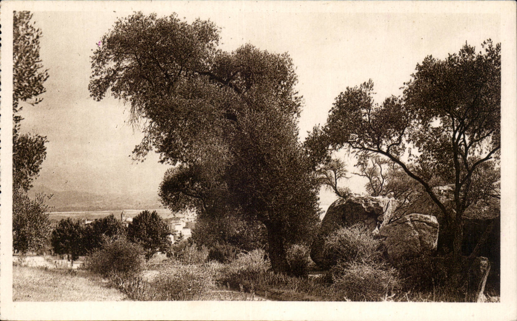 Corsica - Corsica - Ajaccio - the Napoleon Cave - CPA