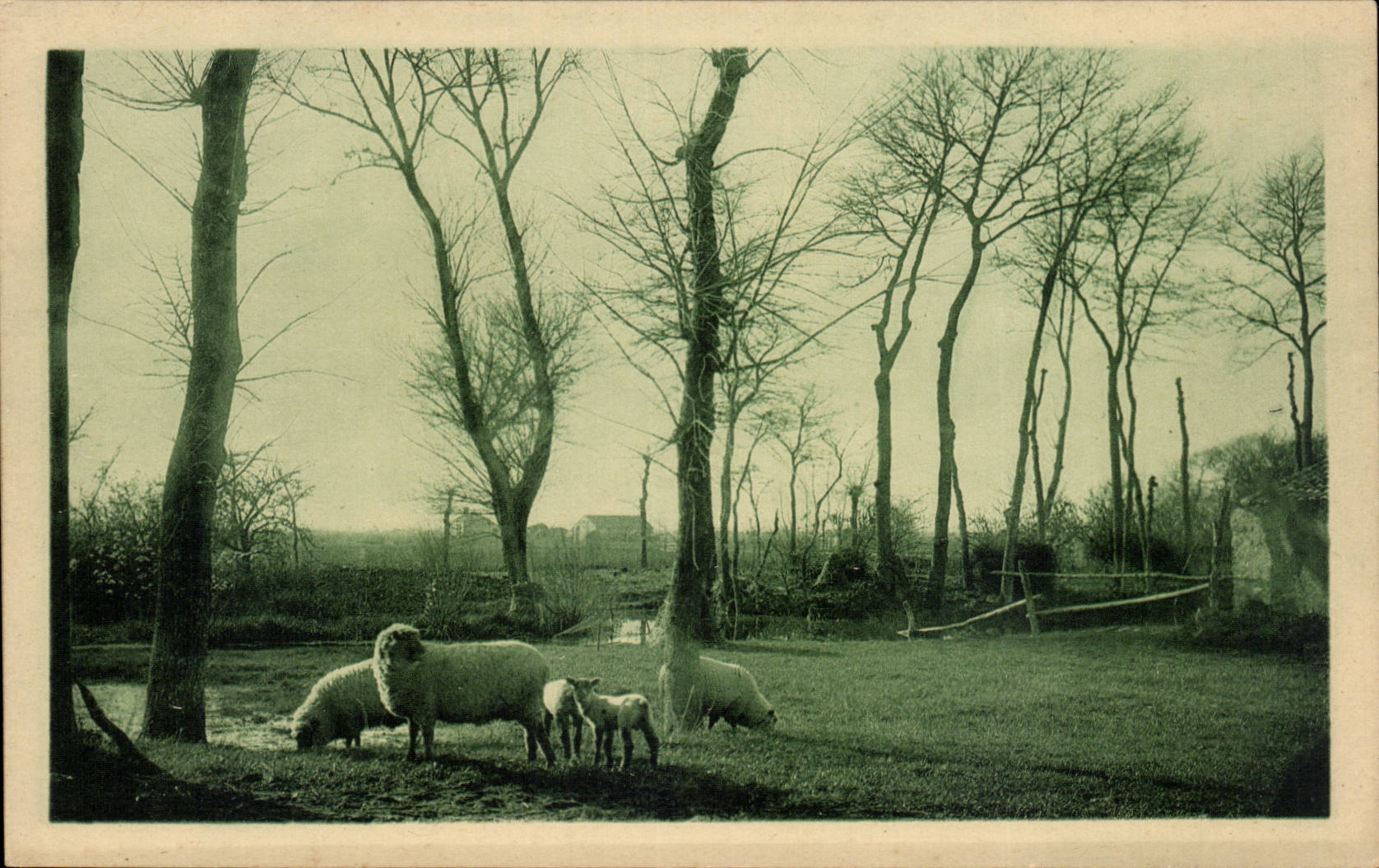 CPA the Vendee Maraichine Sheep with the pilgrimage