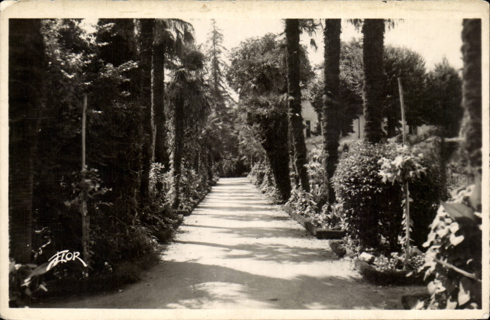 CPSM Bergerac Allee of the palm trees to the park