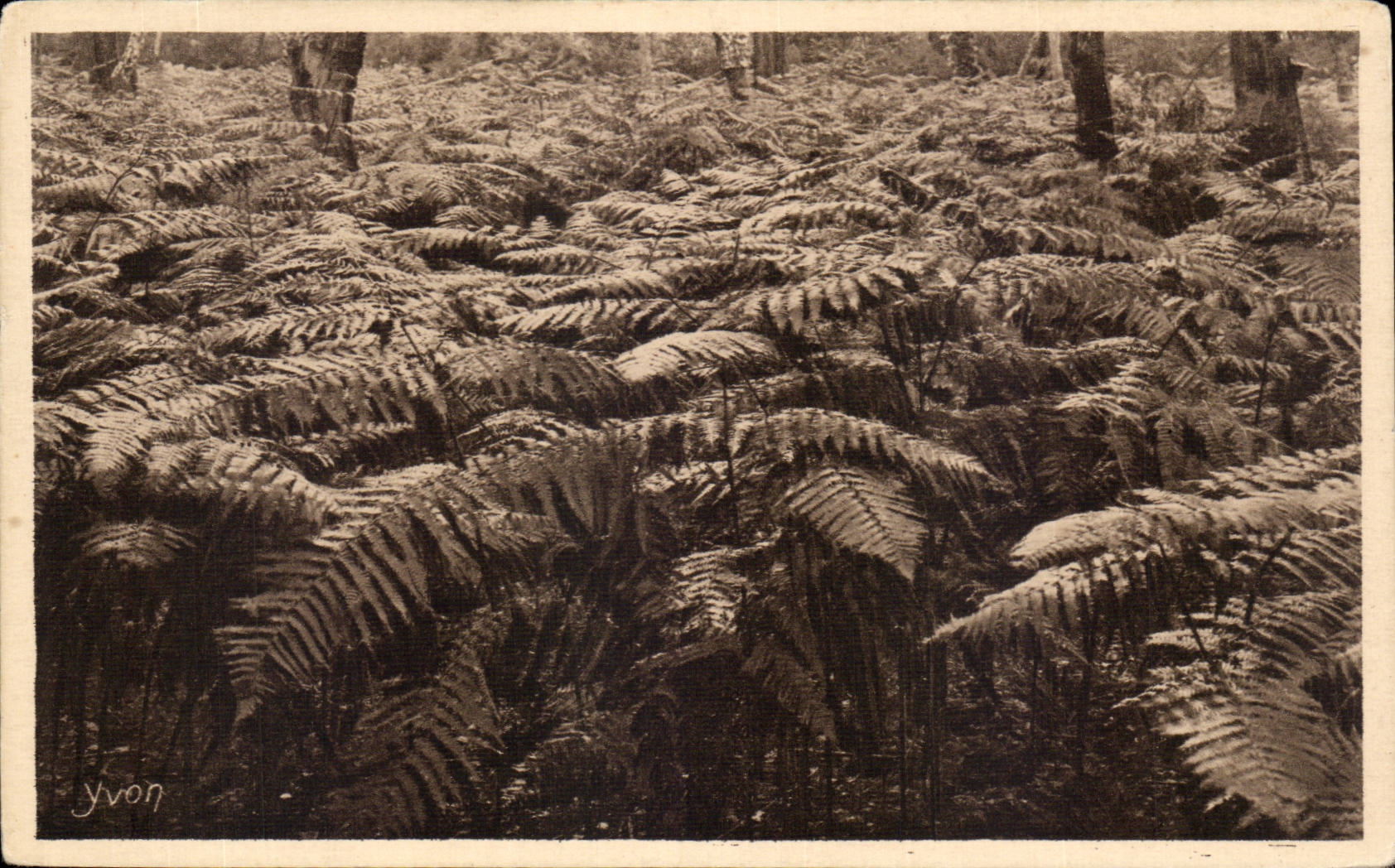 CPA moors of Gascogne ferns