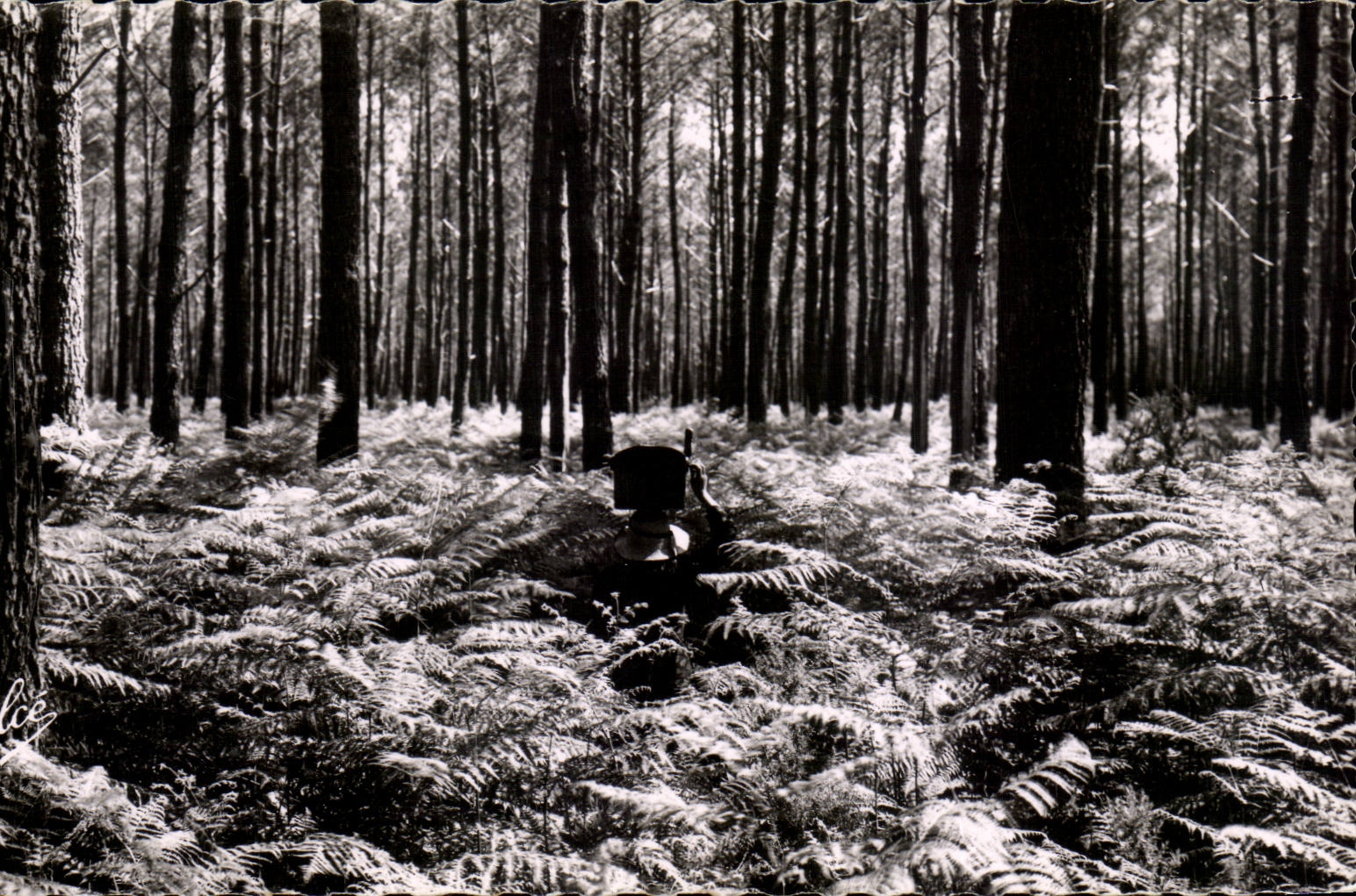 CPSM the Moor In the drill giant ferns