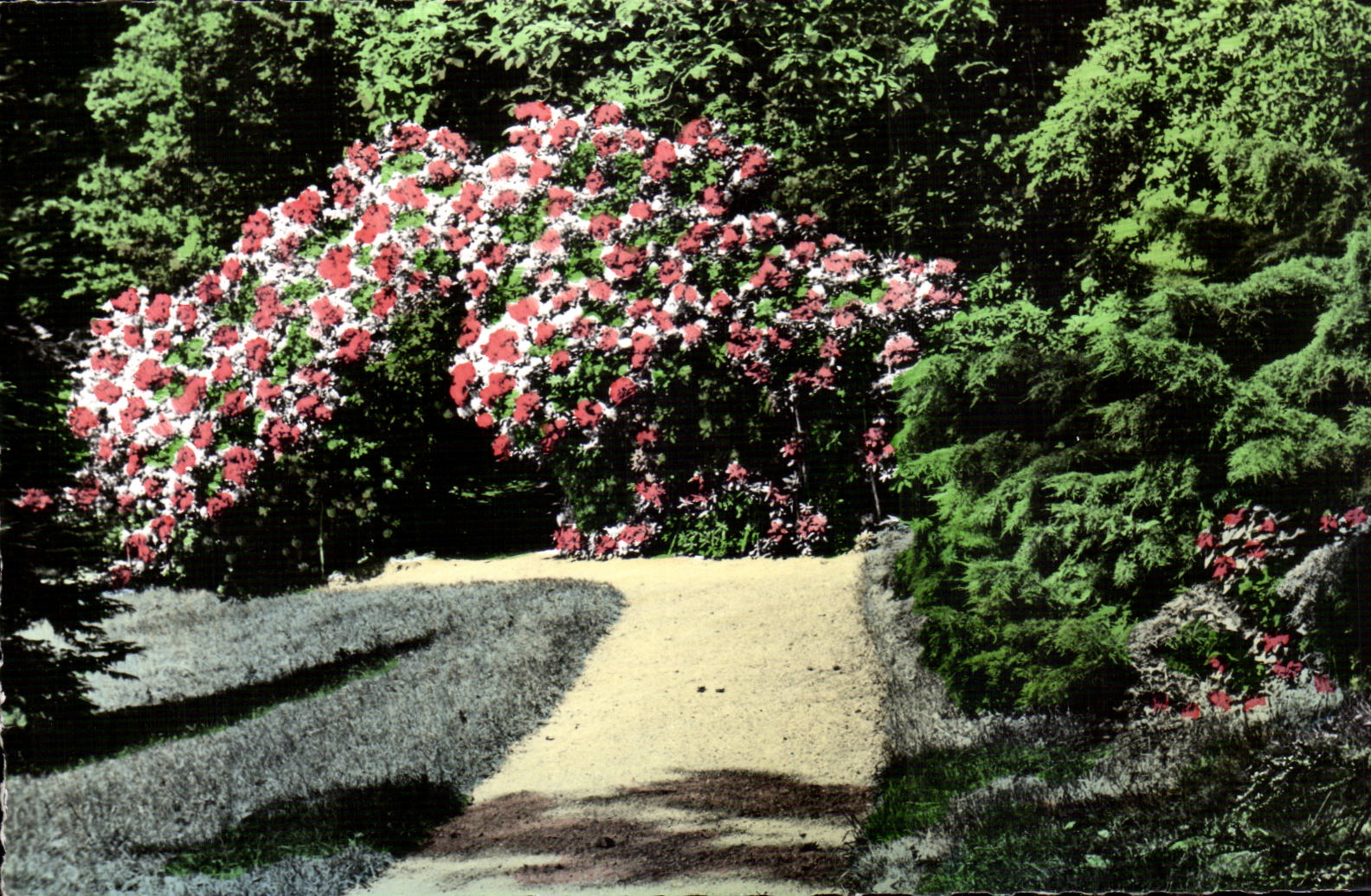 CPSM Chateauneuf on the Loire Rhododendrons