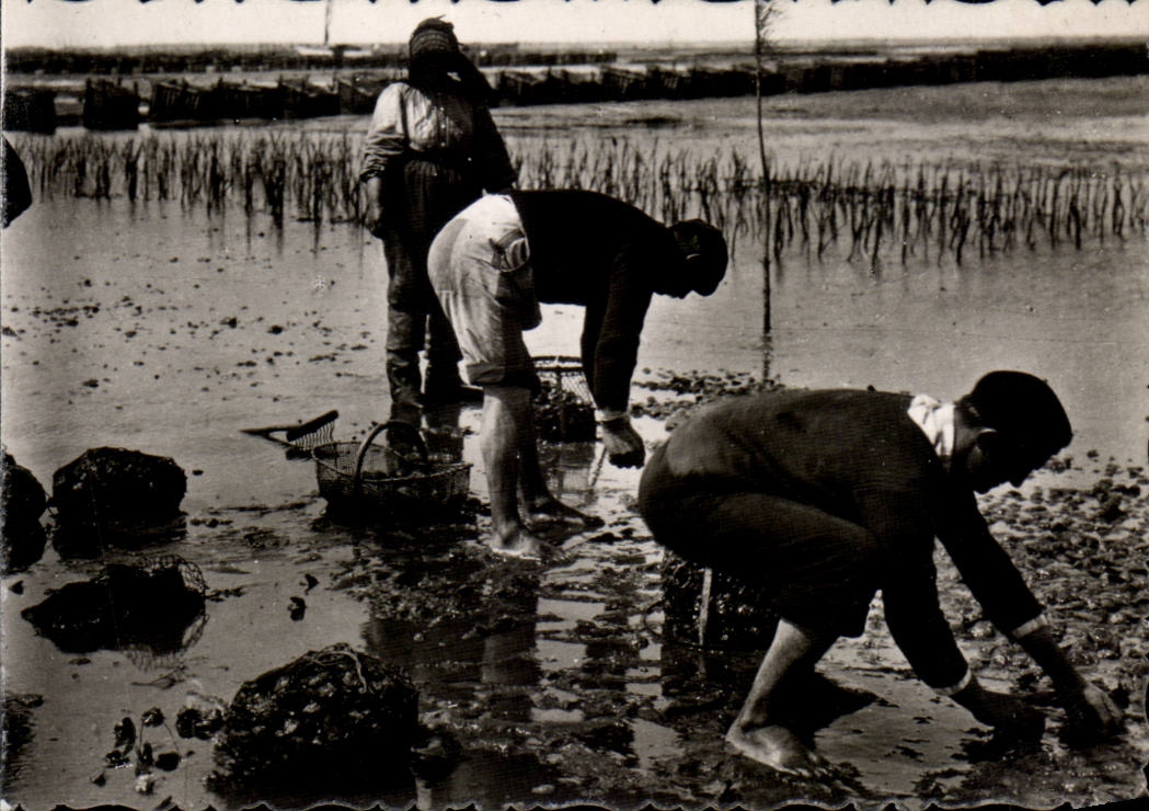 CPSM Andernos les Bains Fishing with oysters