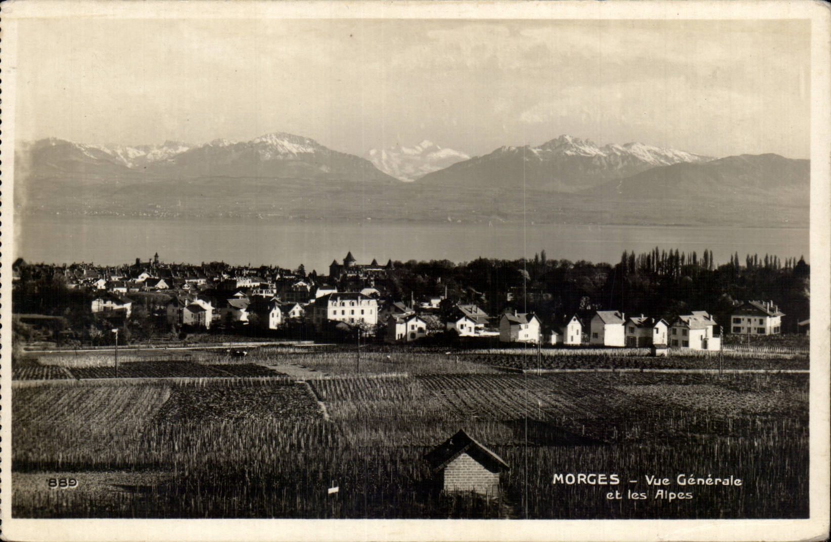 Switzerland - Schweiz - Morge - View and Apes - CPA