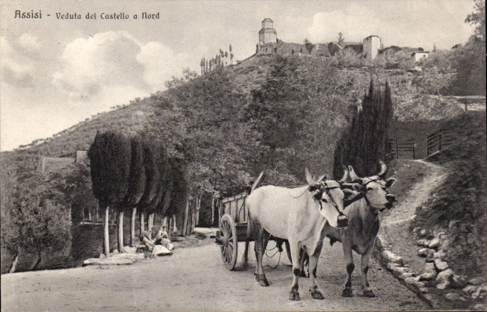 Italia - Italy - Italy - Assisi - Veduta del Castello have Northern - cow - cow - CPA