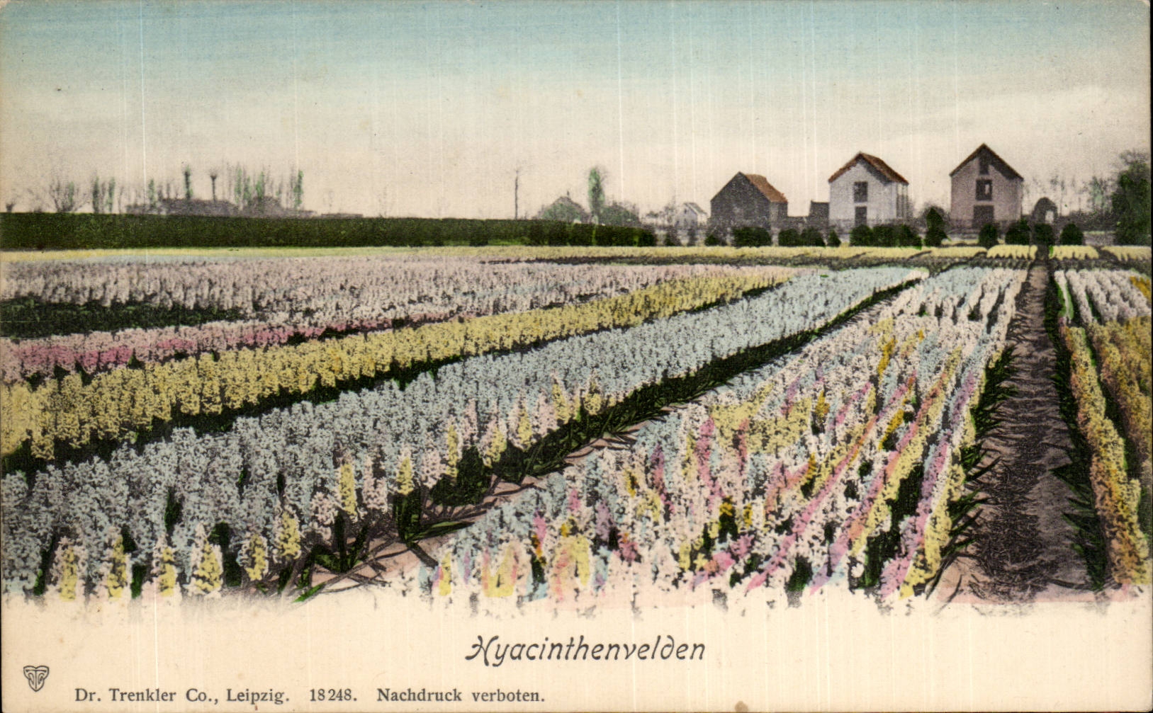 CPA the Netherlands Hyacinthenvelden