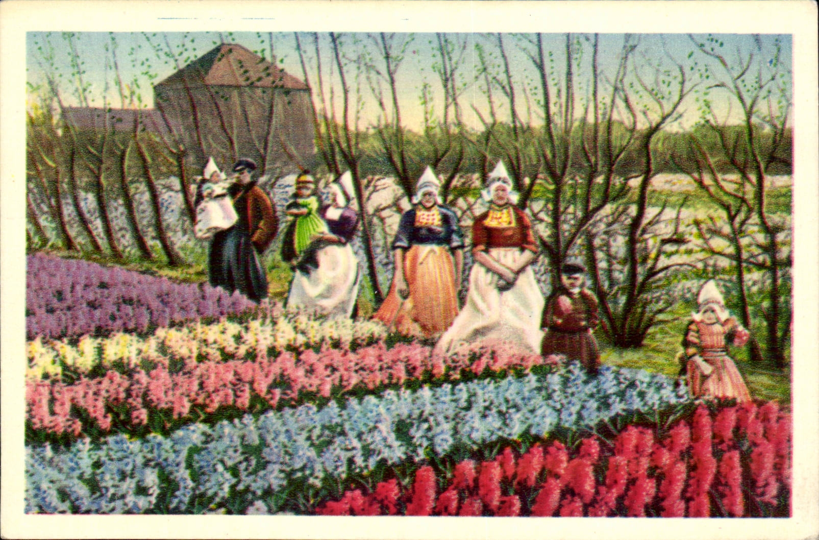 CPA Pays Bas Tulipes Fleurs dans les champs Folklore