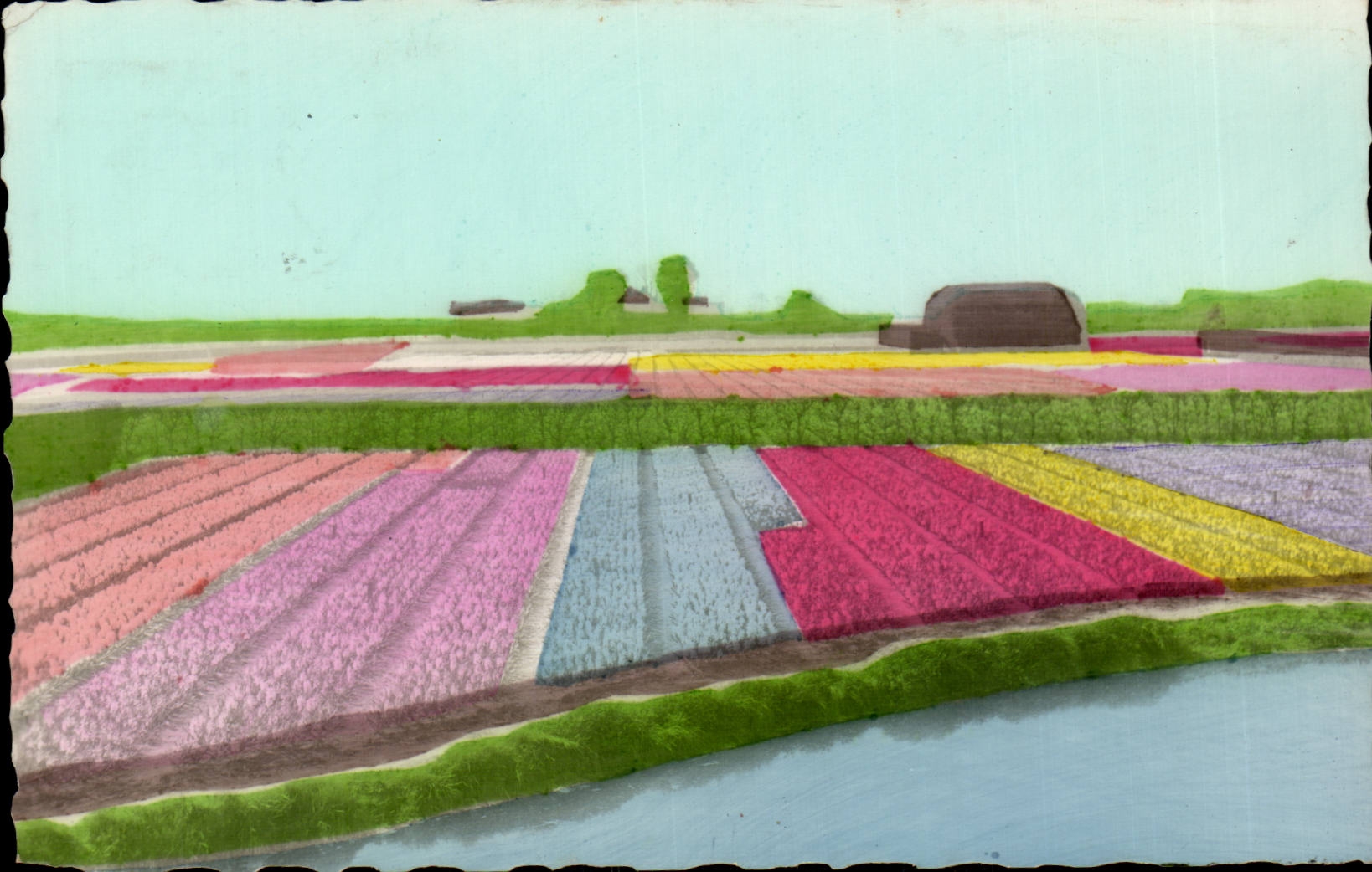 CPA Pays Bas Les champs des fleurs hollandais