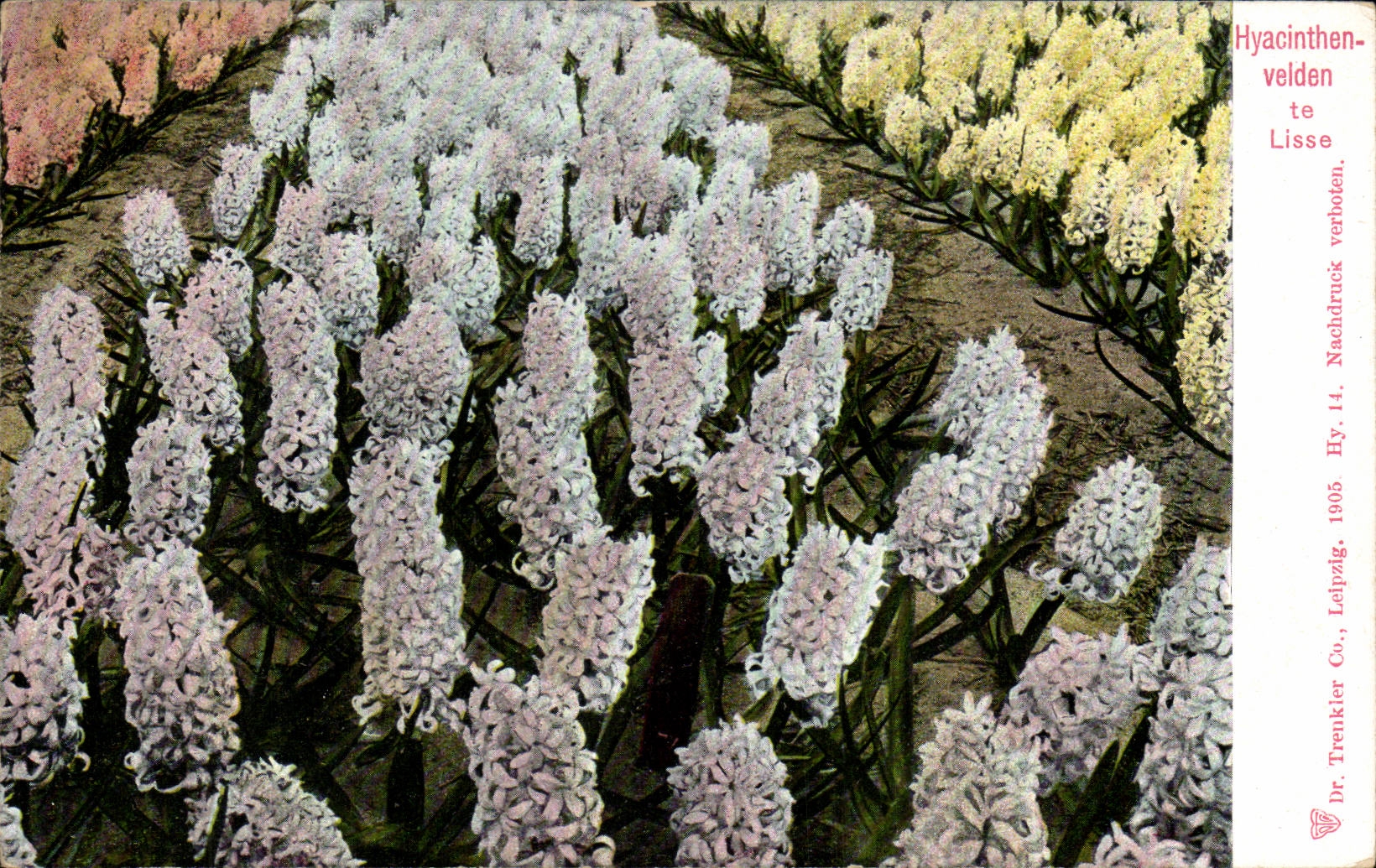 CPA the Netherlands Hyacinthen velden Smooth