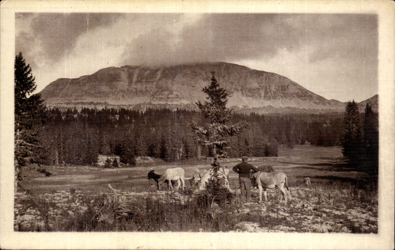 CPA Surroundings of Die Le large Veymont Ass Donkey Mule