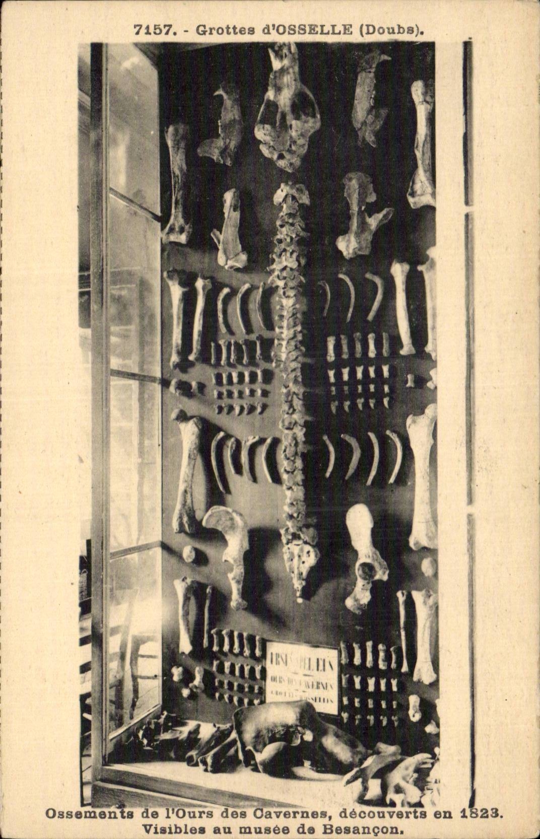CPA Caves of Osselle Bones of the bear of the caves discovered in 1823 Visible with the museum of Besancon Bear