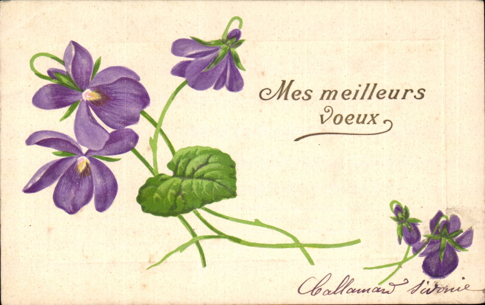 Flores de la fantasia de CPA