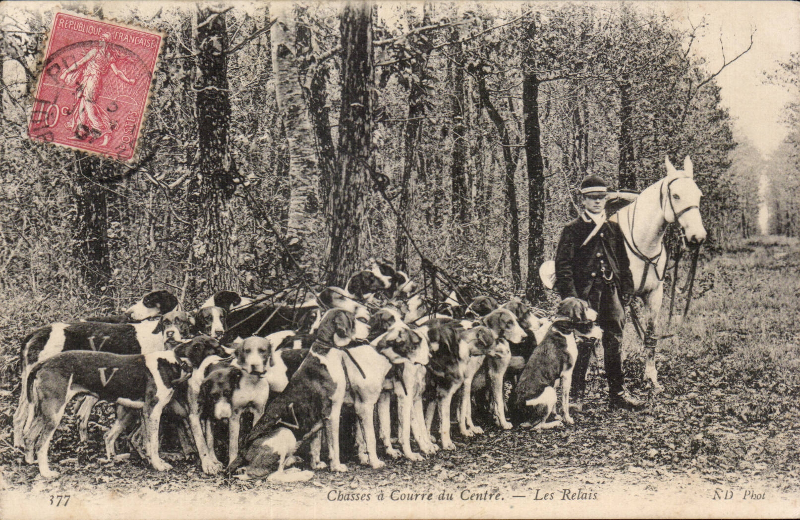 Hunt of the Center - dogs - Hunting dogs - CPA