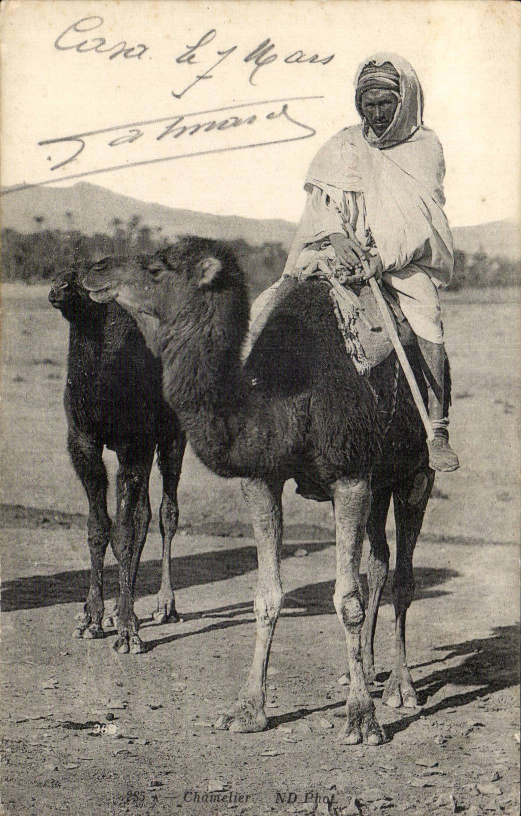 Camello del camello del conductor del camello de CPA