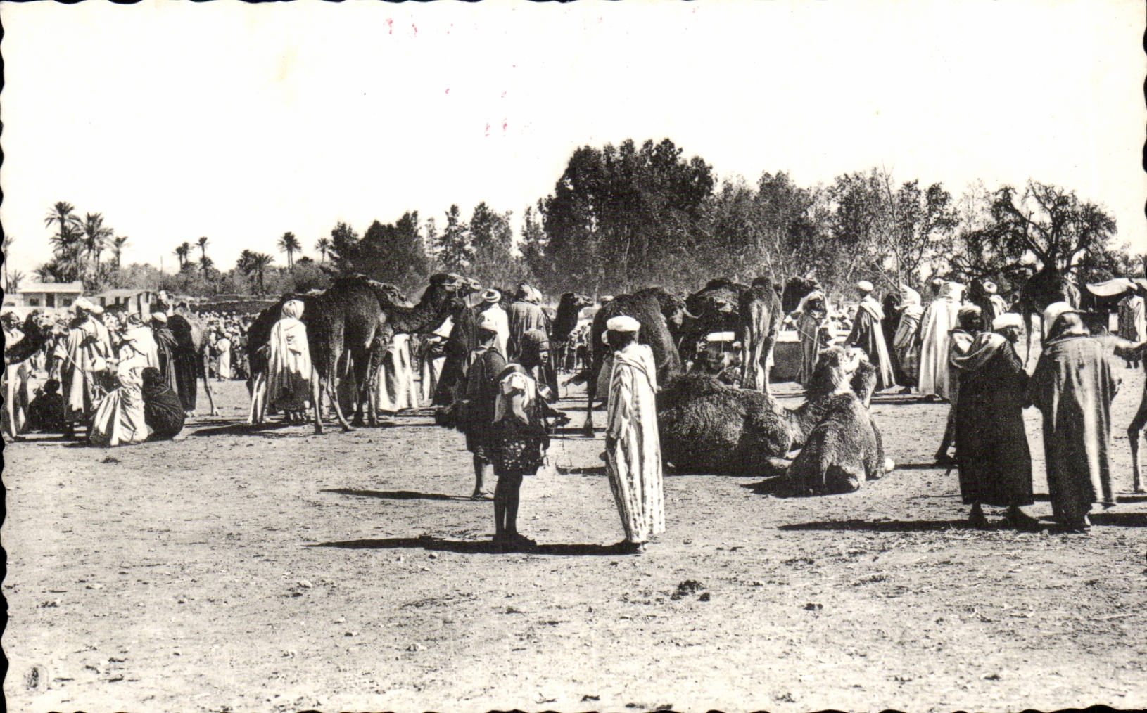 Mercado de CPA con el camello del camello de Oran de los camellos